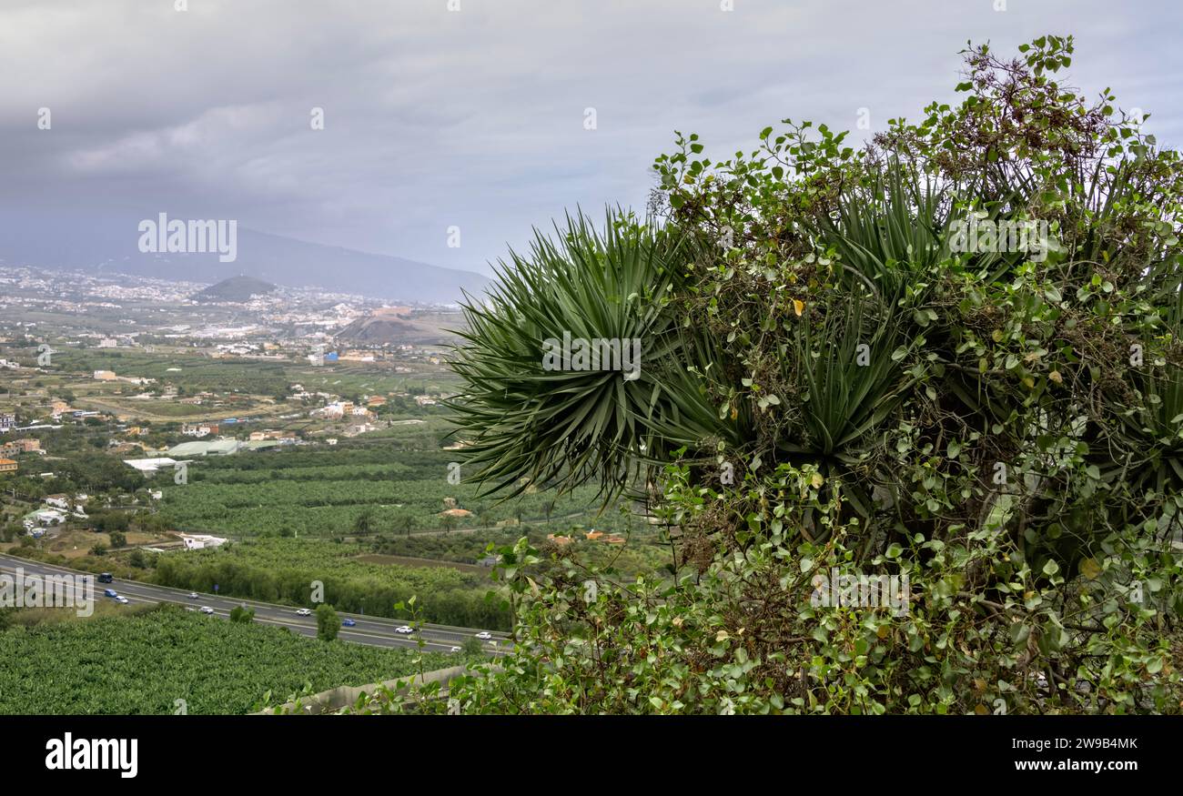 El Sauzal vues de la côte nord à Puerto de la Cruz, Tenerife, îles Canaries, Espagne Banque D'Images