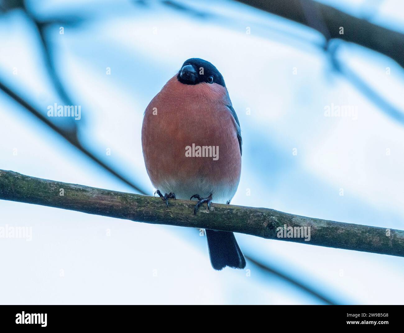 Bullfinch eurasien mâle (Pyrrhula pyrrhula) en hiver, Livingston, West Lothian, Écosse. Banque D'Images
