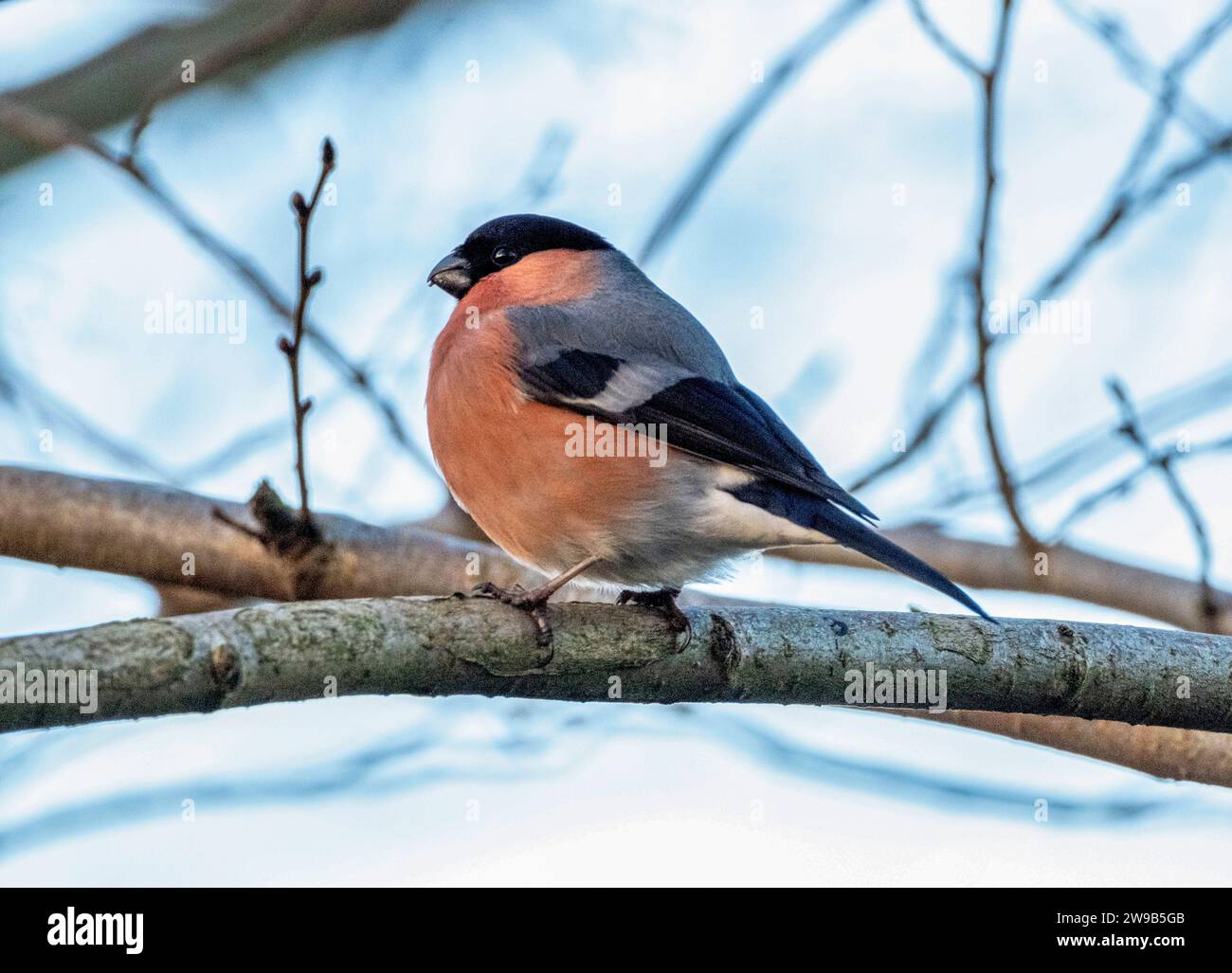 Bullfinch eurasien mâle (Pyrrhula pyrrhula) en hiver, Livingston, West Lothian, Écosse. Banque D'Images