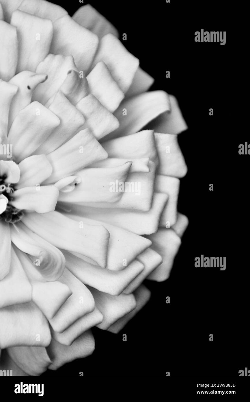 beau jardin zinnia fleurs gros plans Banque D'Images