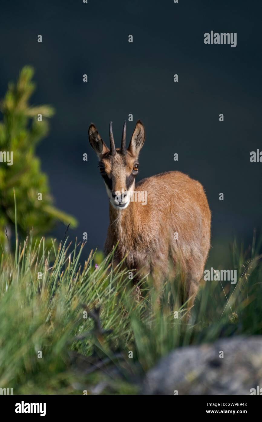 Gros plan potrait d'un jeune chamois alpin pris au lever du soleil dans une forêt alpine, Italie, Rupicapra rupicapra, juillet. Banque D'Images