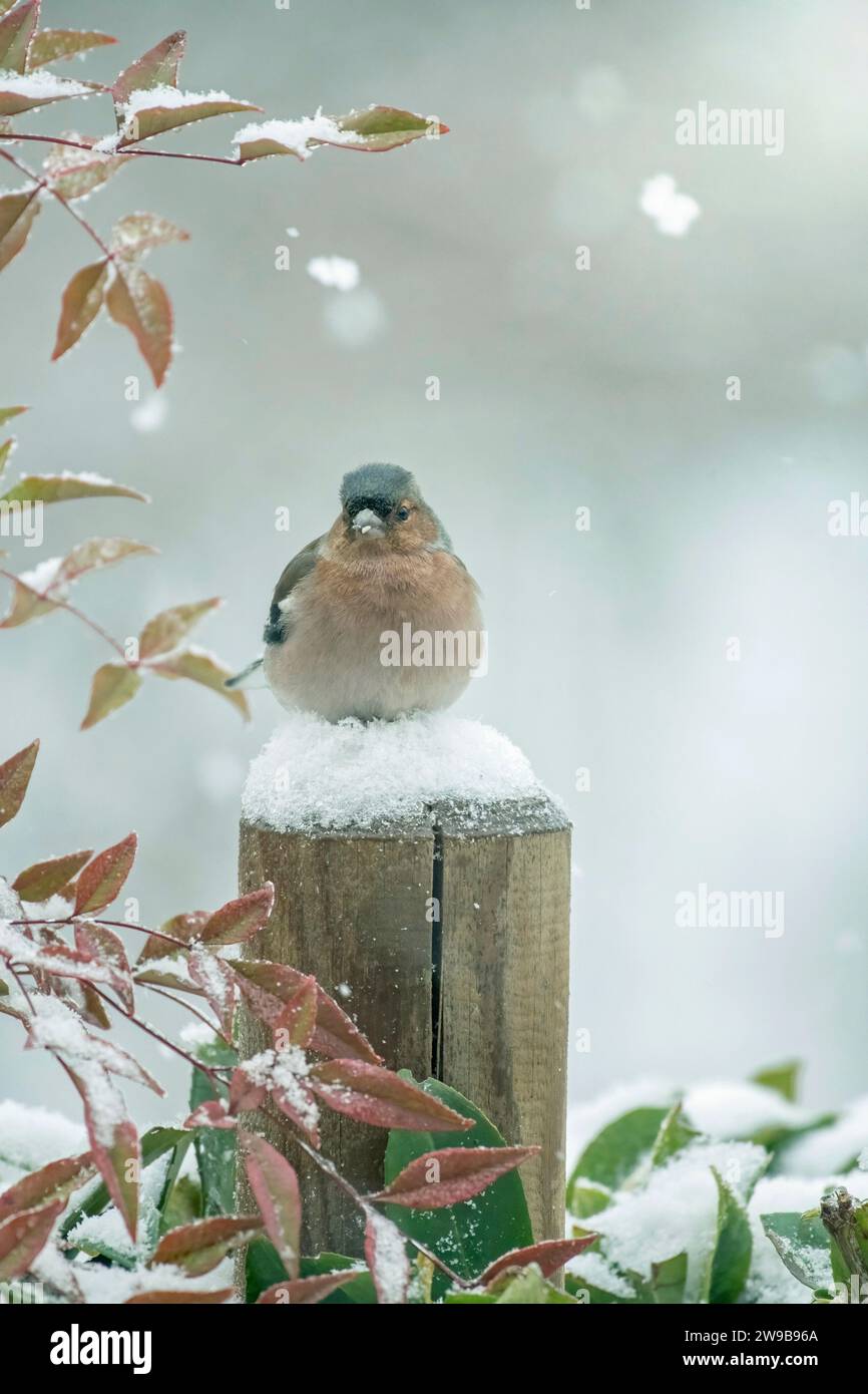 Scène d'hiver de mignon chaffinch mâle (Fringilla coelebs) confortablement perché sur la neige lors d'une chute de neige intense, verticale, Italie. Carte de Noël. Banque D'Images