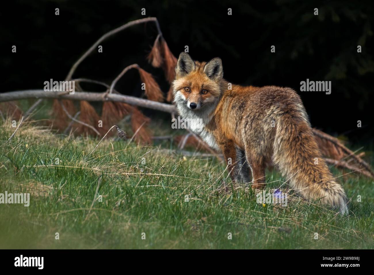 Renard roux sauvage (Vulpes vulpes) à la recherche de proies dans une prairie alpine avec un fond de sapins dans la lumière chaude d'un coucher de soleil d'été. Alpes, Italie. Banque D'Images