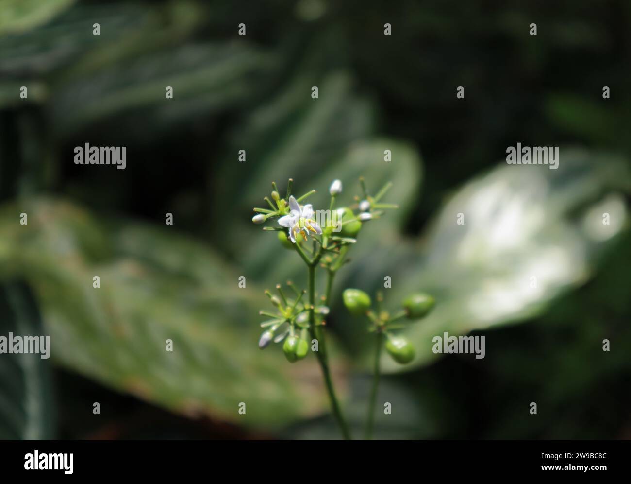 Une grappe de fleurs scintillante de parapluie Dracaena (Dianella ensifolia) comprenant une fleur violet pâle et des boutons floraux qui sont exposés à la lumière du soleil Banque D'Images