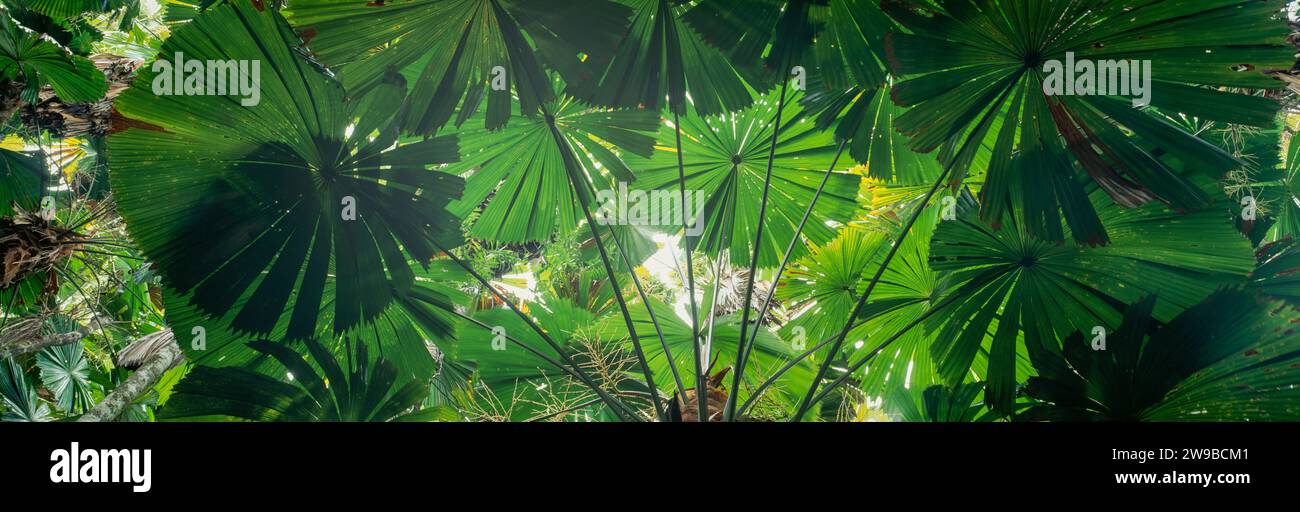 Photographie de la nature des feuilles de palmier dans la forêt verte Banque D'Images