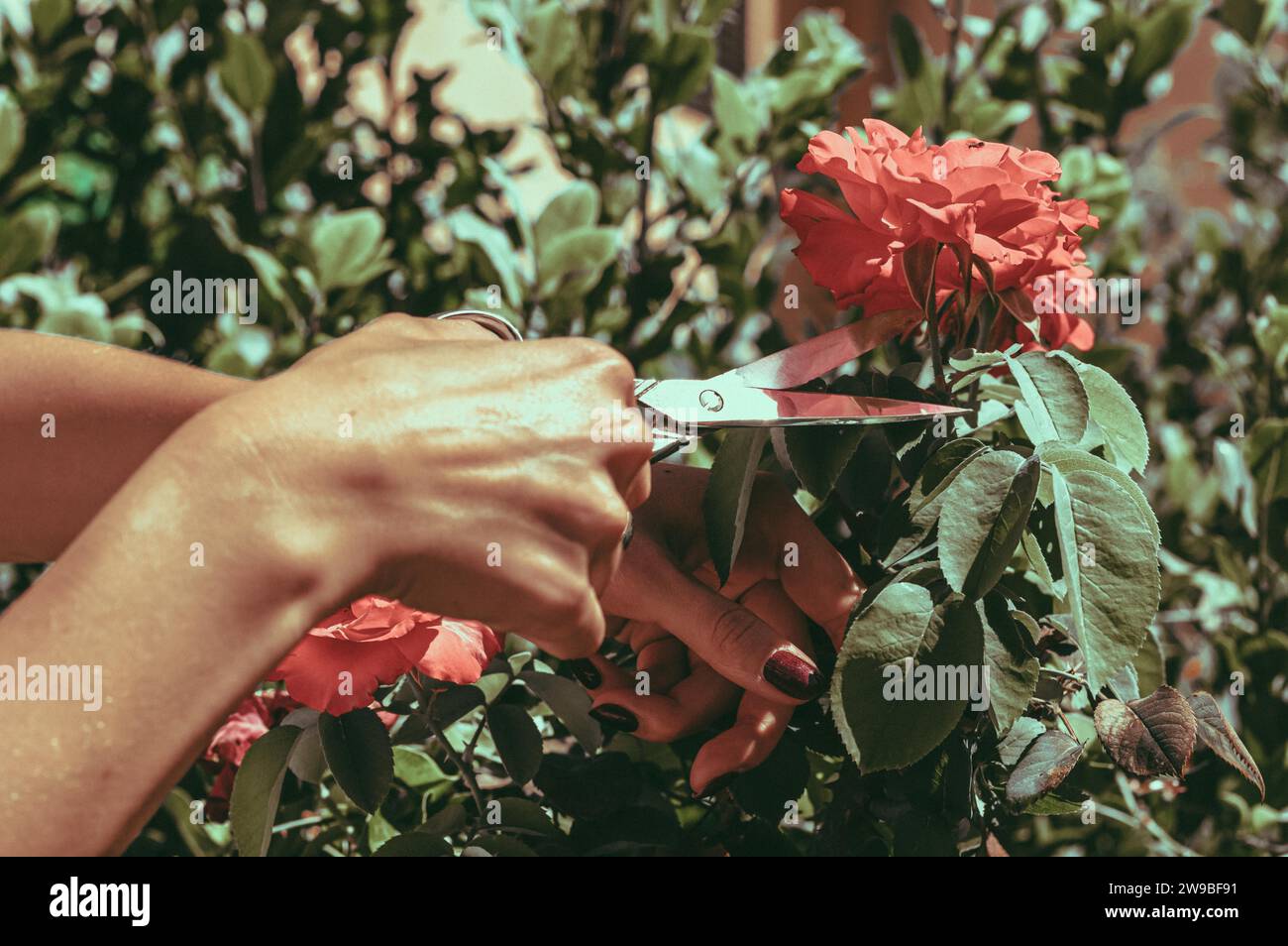 Fille coupe des roses avec des ciseaux d'un buisson. Le concept de floriculture, agriculture, hobby. Supports mixtes Banque D'Images