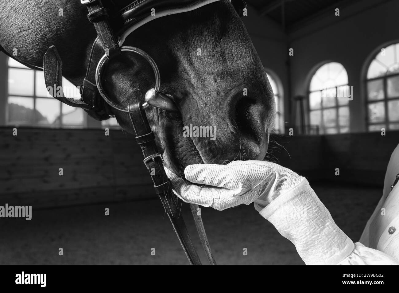 Image de la main d'un cavalier dans un gant. Le jockey nourrit le cheval. Gros plan portrait. Supports mixtes Banque D'Images