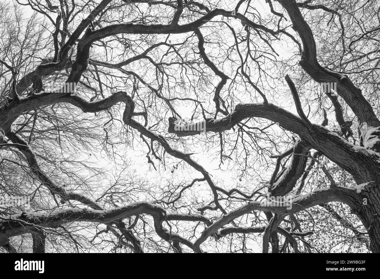 Branches ramifiées de vieux chêne anglais (Quercus robur) (Quercus pedunculata) ou chêne d'été, chêne anglais en hiver, recouvert de neige contre un brillant, g Banque D'Images