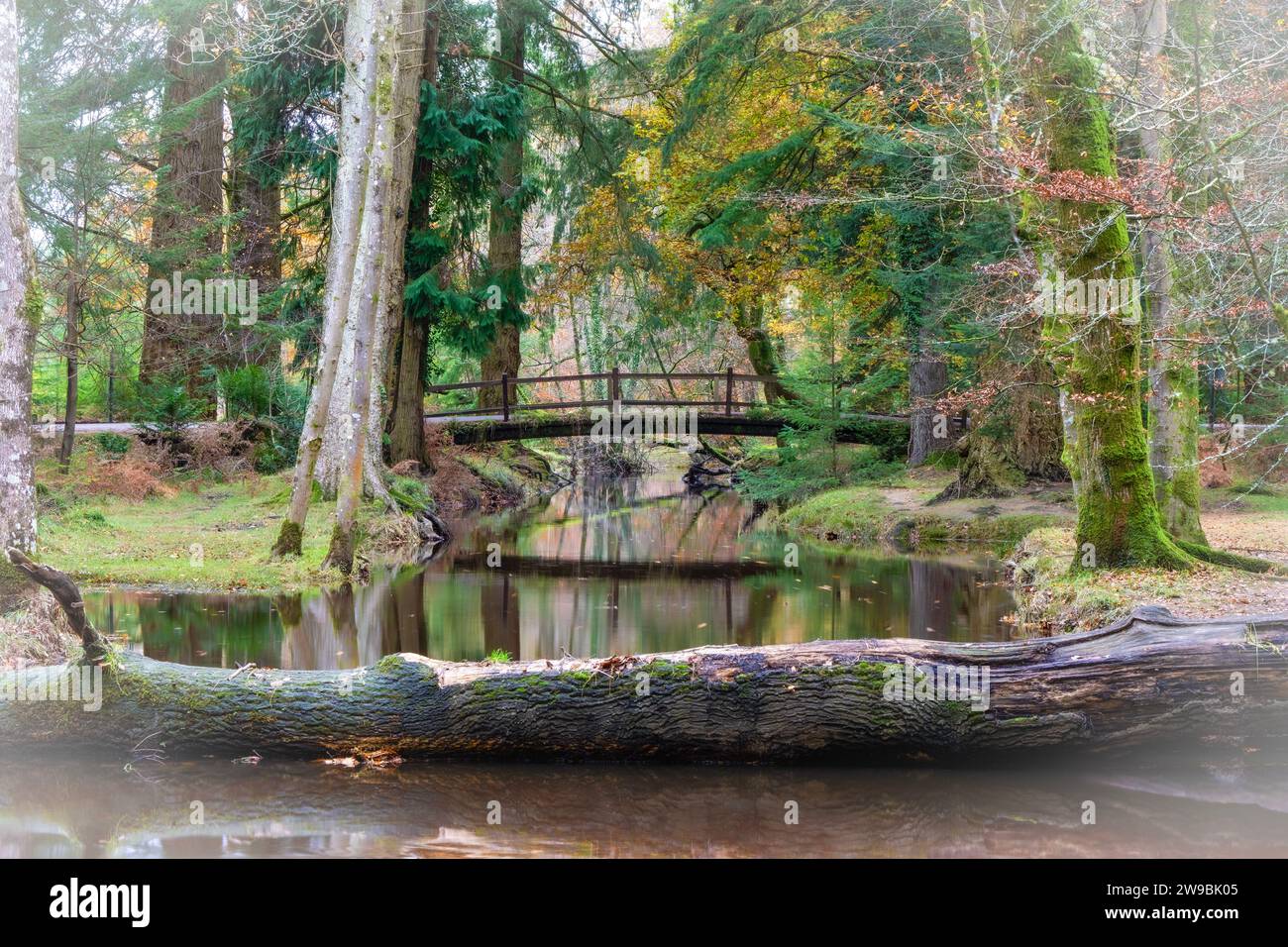 Pont Rhinefield sur Blackwater Stream, Ornamental Drive, Brockenhurst, New Forest, Hampshire, Royaume-Uni Banque D'Images