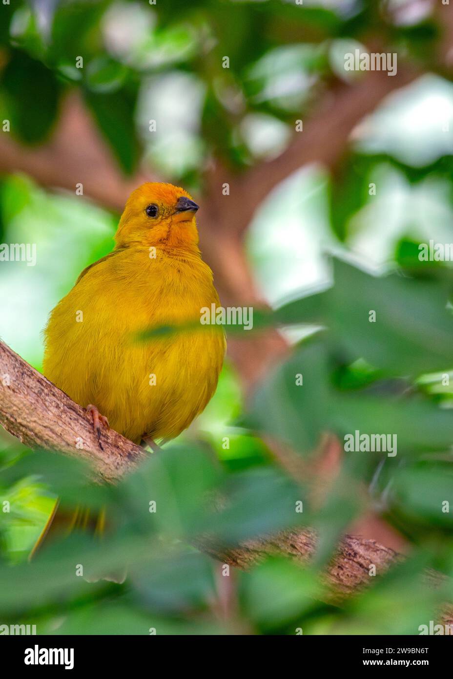Graceful Safran Finch, Sicalis flaveola, orne les paysages sud-américains avec son plumage vibrant. Un oiseau charmant, il apporte chaleur et couleur à th Banque D'Images