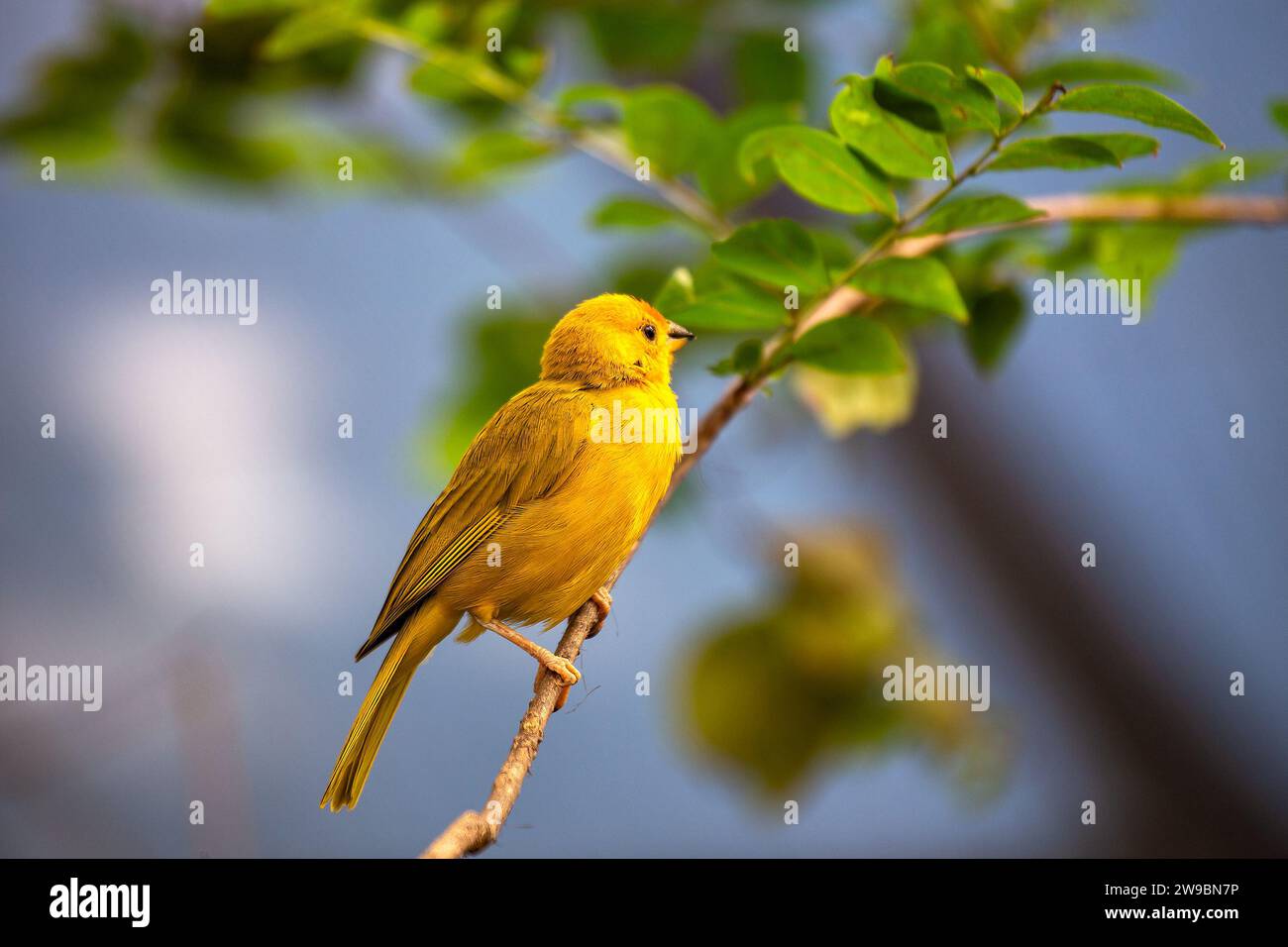 Graceful Safran Finch, Sicalis flaveola, orne les paysages sud-américains avec son plumage vibrant. Un oiseau charmant, il apporte chaleur et couleur à th Banque D'Images