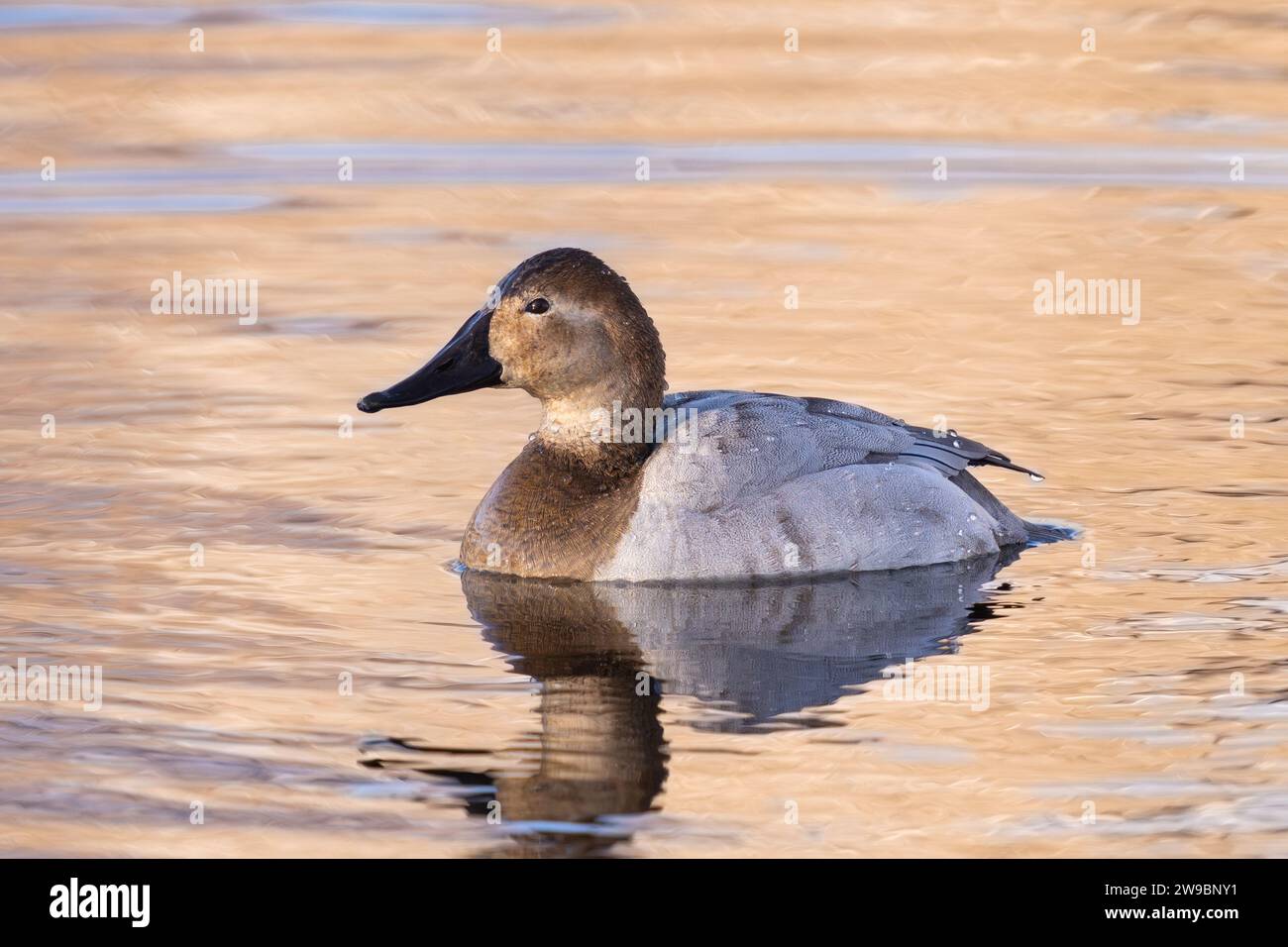 Un canard femelle Canvasback flottant dans un lac doré à courte distance. Banque D'Images