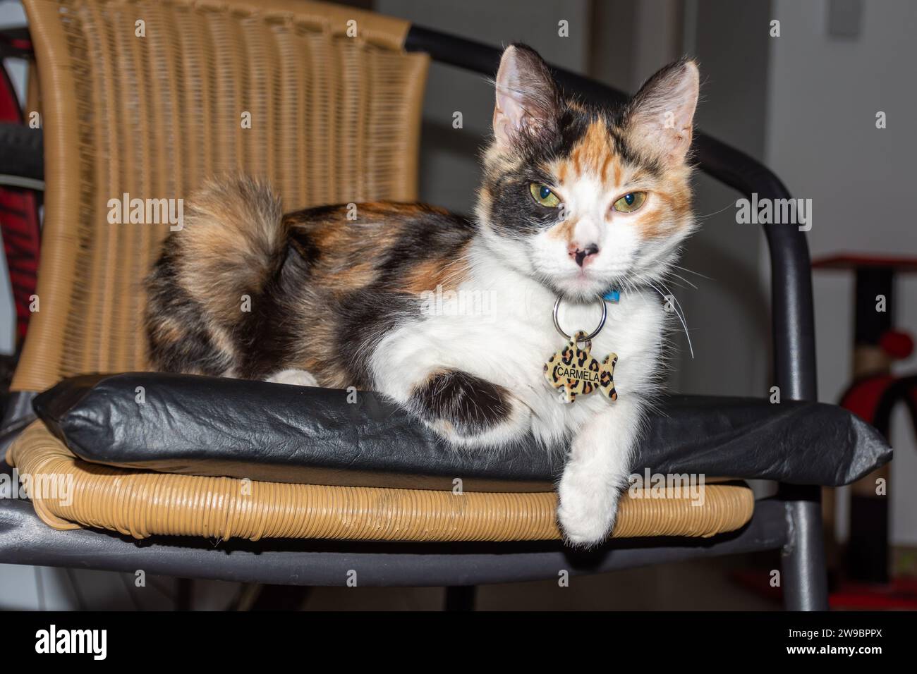 Un beau chat calico se loge dans une chaise d'extérieur confortable, sa fourrure à motifs de taches de noir, blanc et orange Banque D'Images