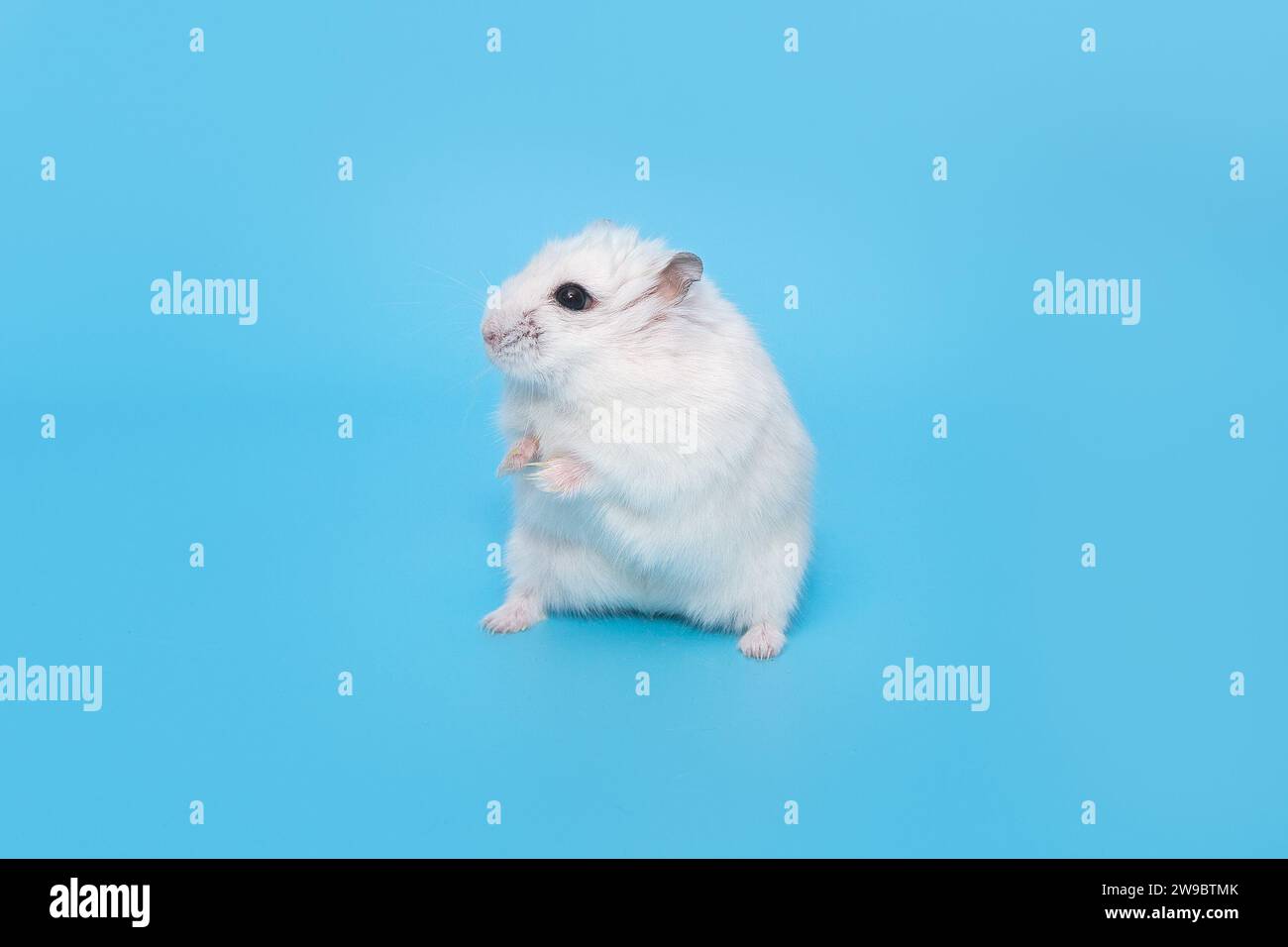 Petit hamster dzungarian blanc se tient dans une pose drôle sur un fond bleu Banque D'Images