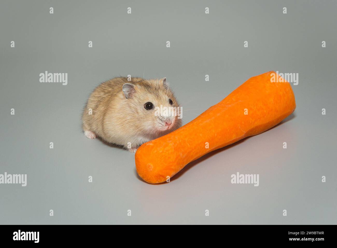 Petit hamster dzhungarian brun et carotte, sur fond gris Banque D'Images