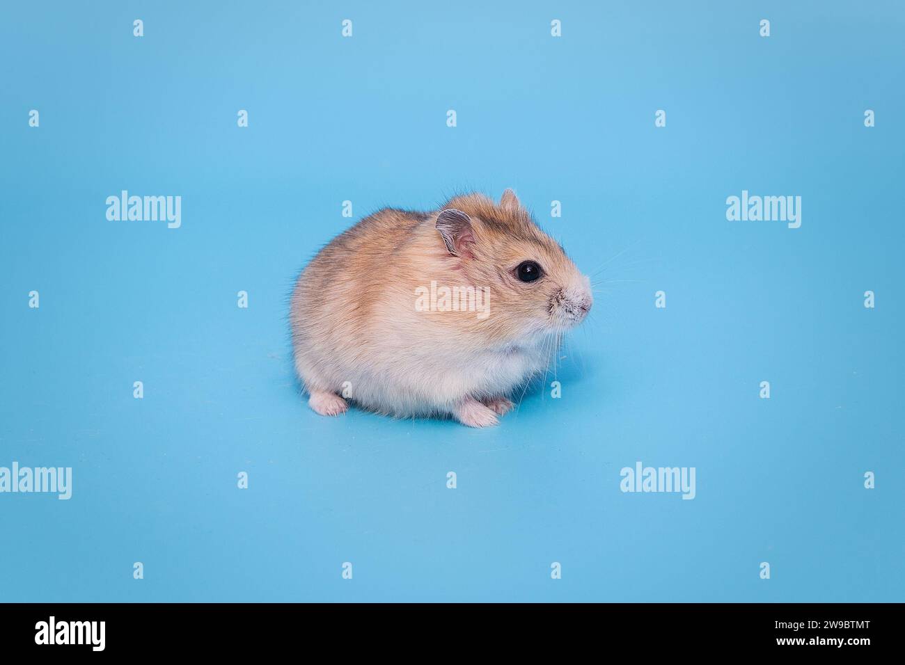 Petit hamster dzungarian brun, sur fond bleu Banque D'Images