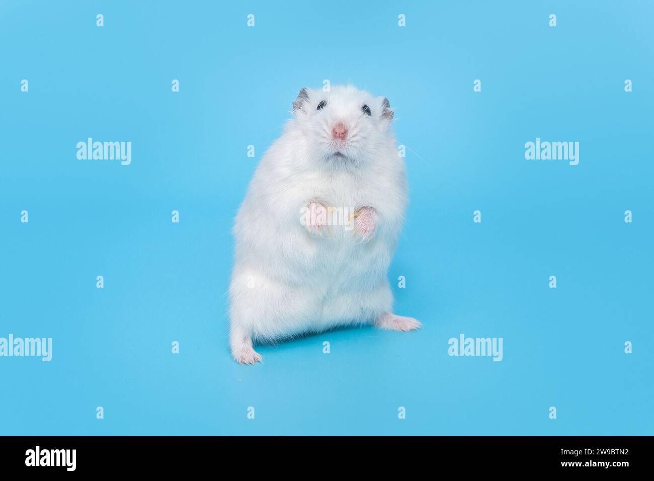 Petit hamster dzungarian blanc se tient dans une pose bizarre de surprise, sur un fond bleu Banque D'Images