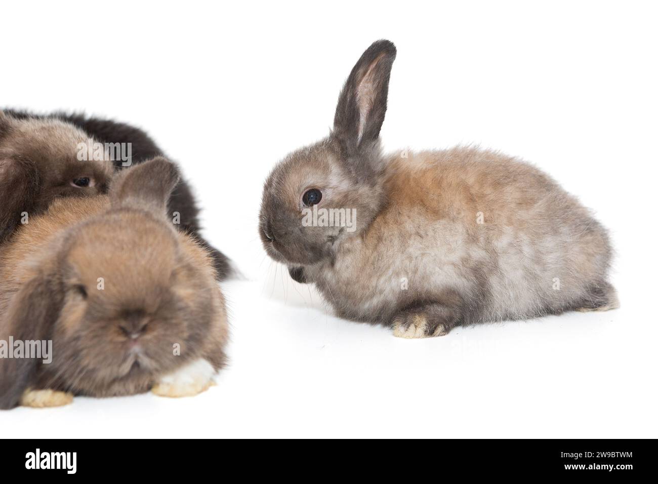 Petits lapins à oreilles léchées, isolés sur fond blanc. Banque D'Images