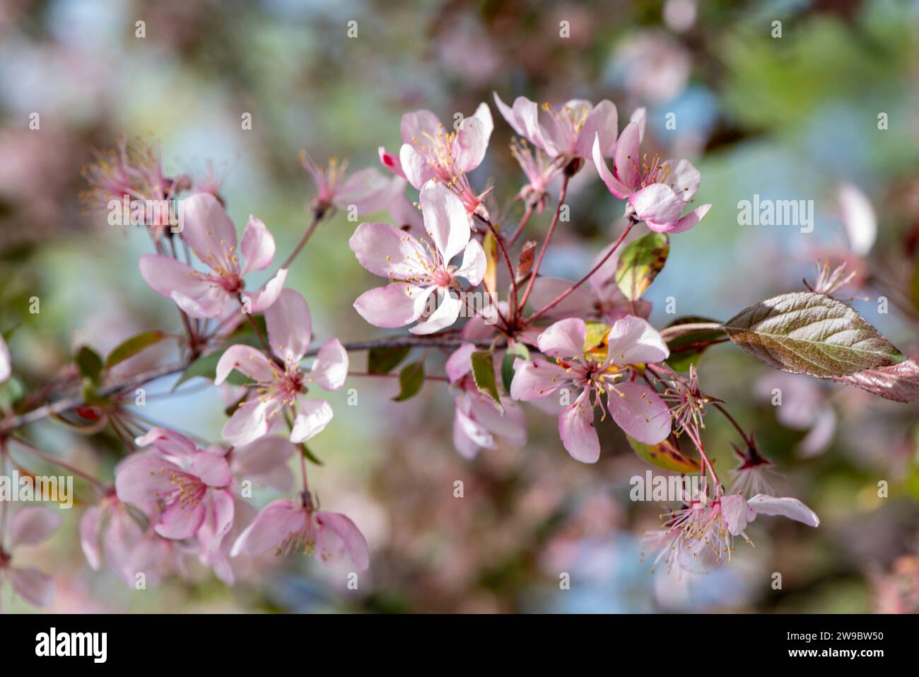 fleurs de cerisier rose fleurissant de près Banque D'Images