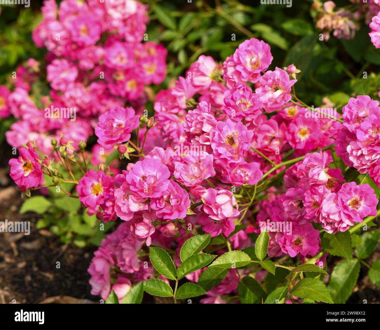 les grappes de fleurs roses se rapprochent Banque D'Images