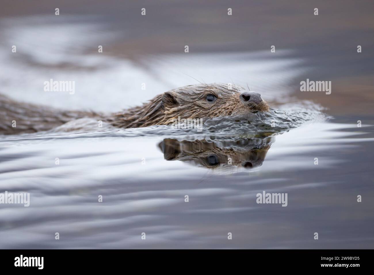 Pêche à la loutre d'Europe (Lutra lutra) dans un Loch écossais Banque D'Images