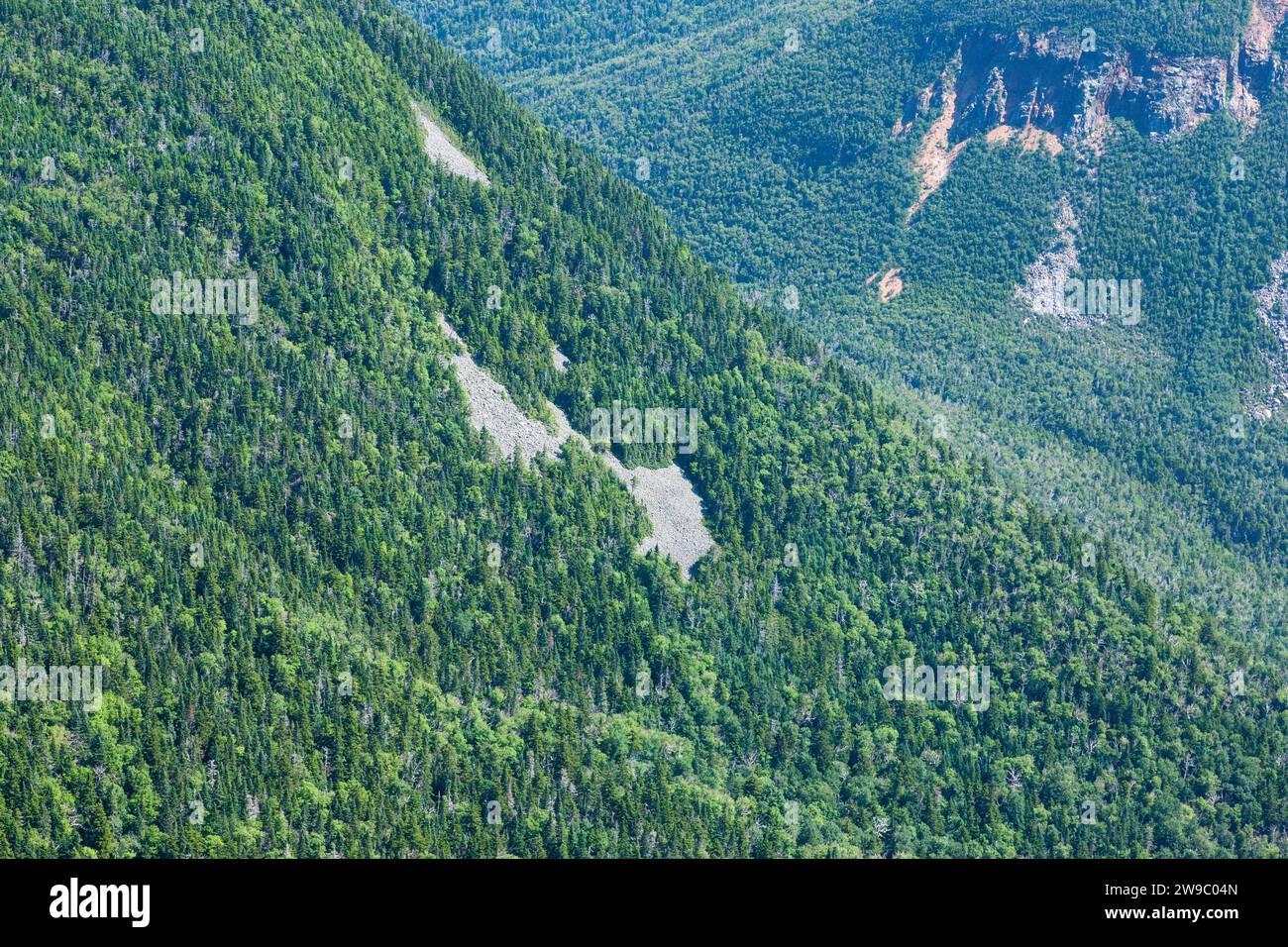 Carrigain Notch de signal Ridge Trail (près du sommet du mont Carrigain) dans les White Mountains du New Hampshire pendant les mois d'été. Mount Carr Banque D'Images