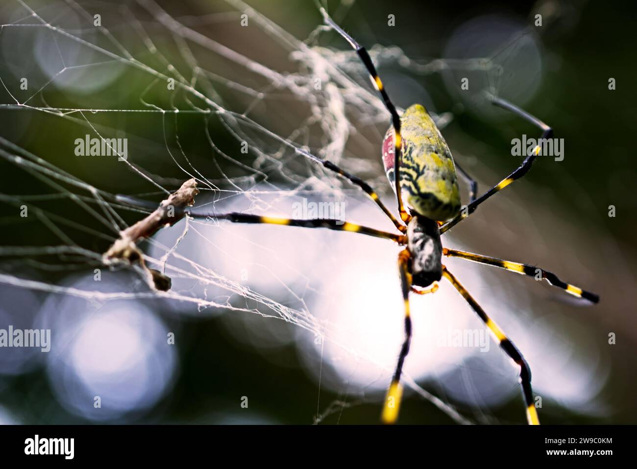 Joro araignée sur une toile d'araignée Banque D'Images