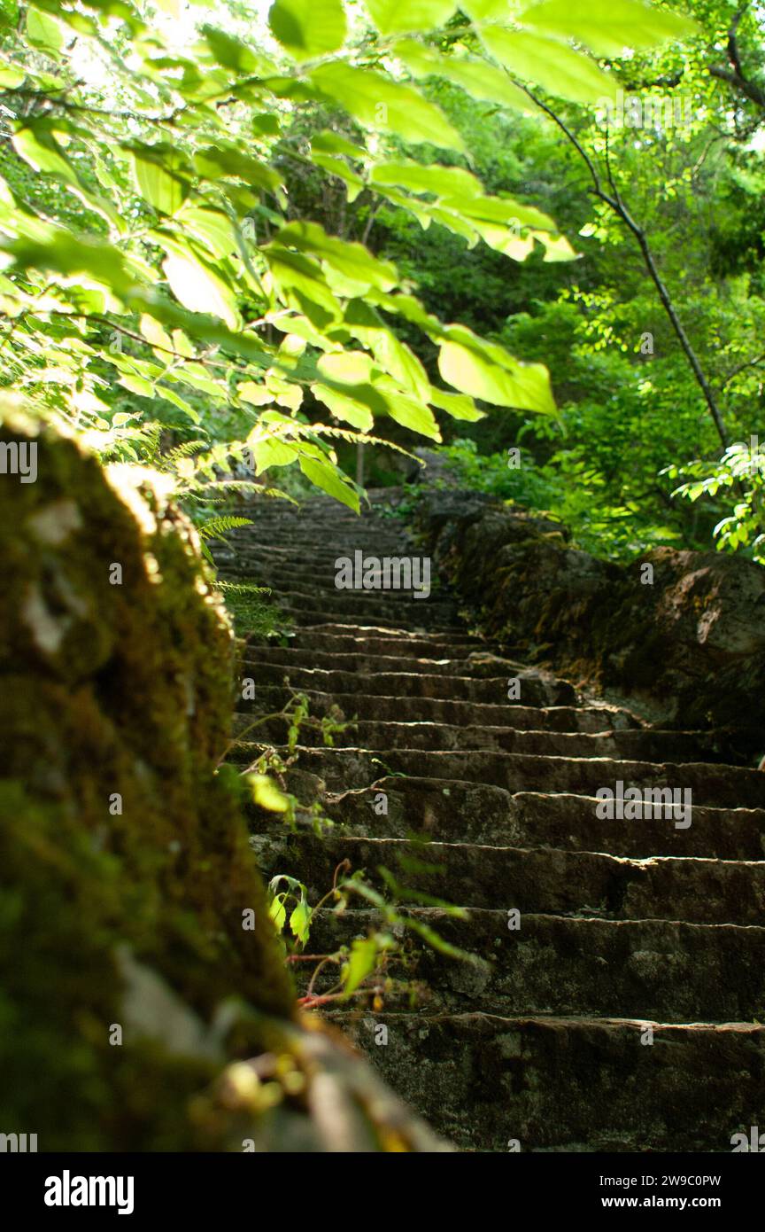 escalier en pierre dans la forêt Banque D'Images