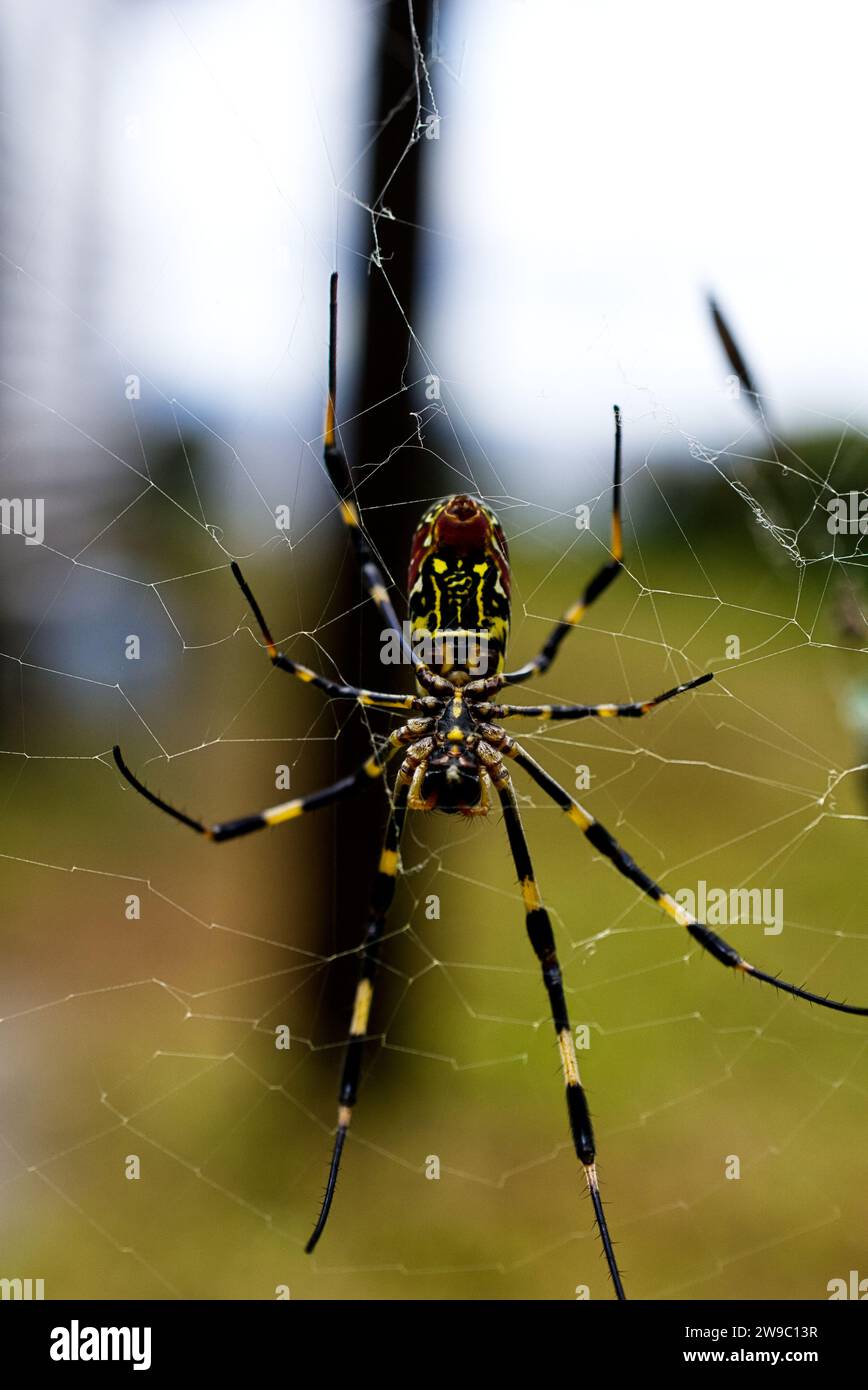 Joro araignée sur une toile d'araignée Banque D'Images