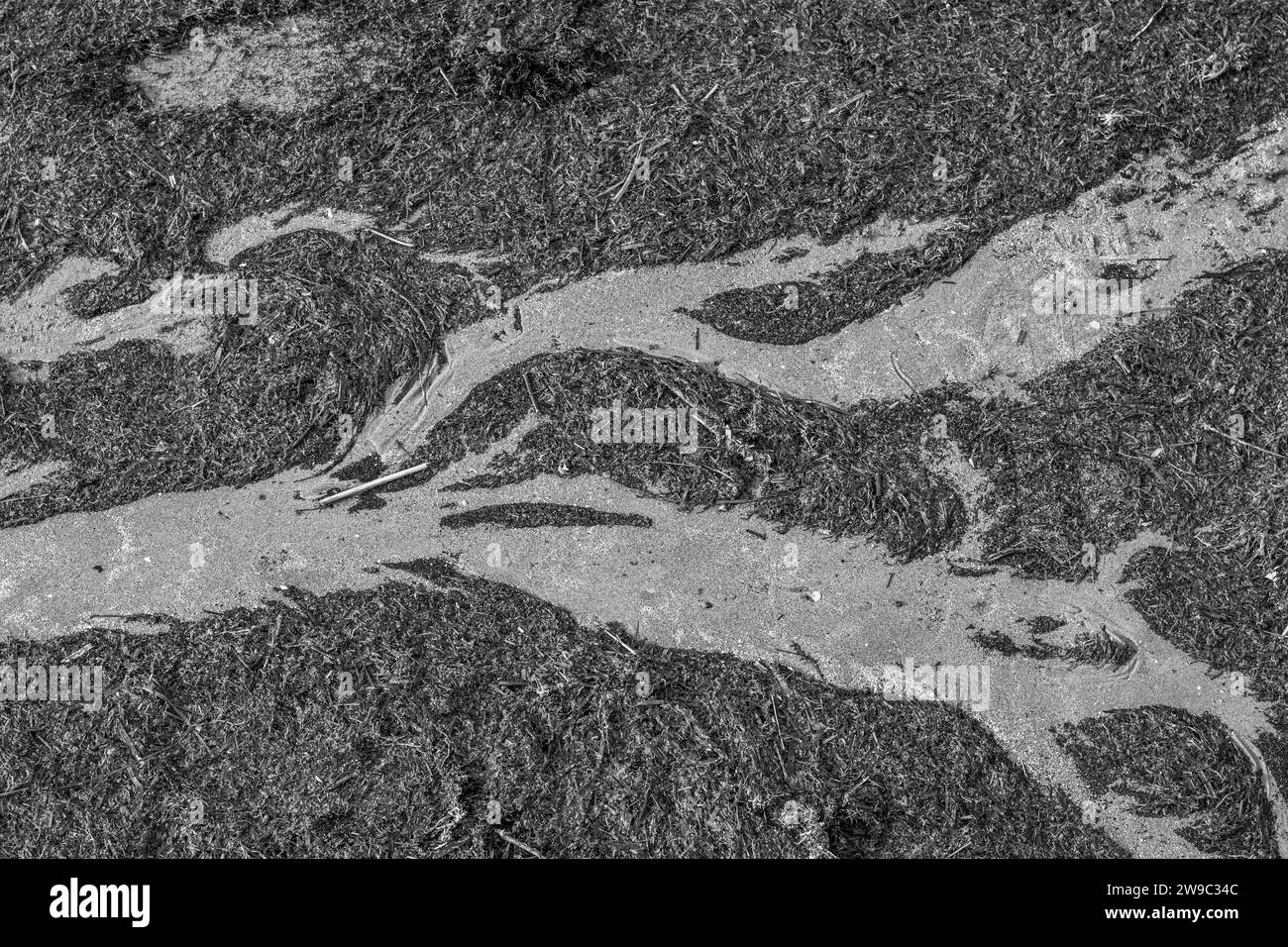 Algues lavées à terre par la mer après une tempête ; photo en noir et blanc prise d'en haut ressemblant à une rivière. Plage de Grado, Italie. Banque D'Images