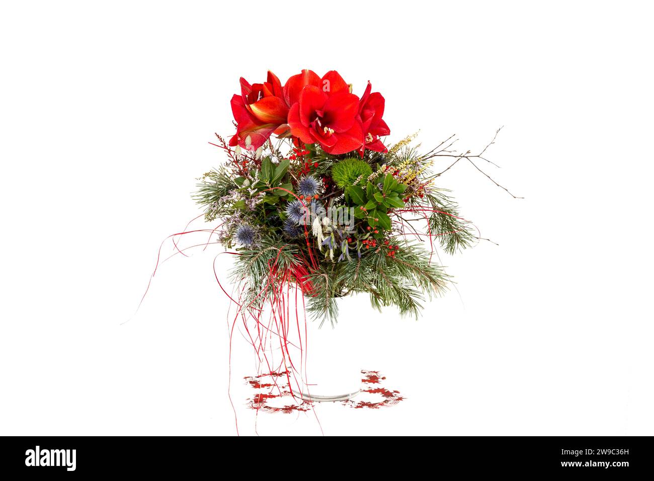 Bouquet de Noël avec des fleurs amaryllis dans un vase blanc, fond blanc Banque D'Images