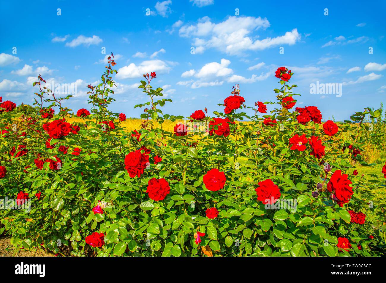 Roses écarlate contre un ciel bleu. Roseraie dans le Lower Park à Peterhof. Banque D'Images