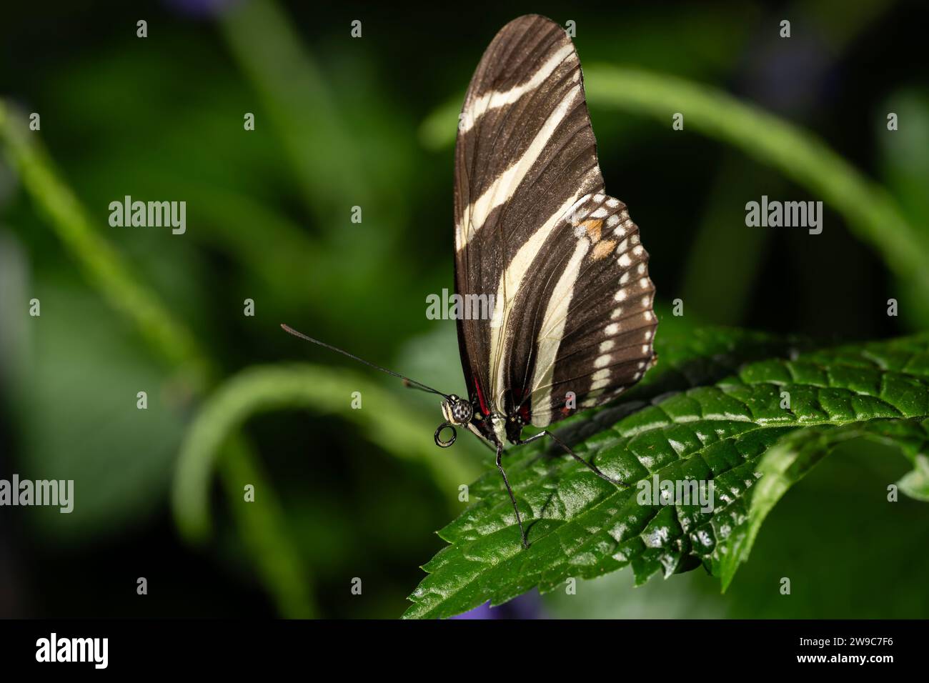 Zebra Longwing Butterfly, Heliconius charithonia Banque D'Images