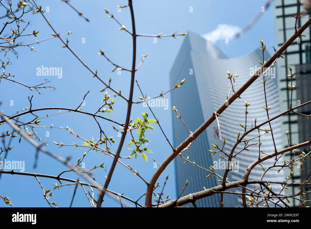 États-Unis, Seattle, État de Washington. Fleurs printanières en milieu urbain. Banque D'Images