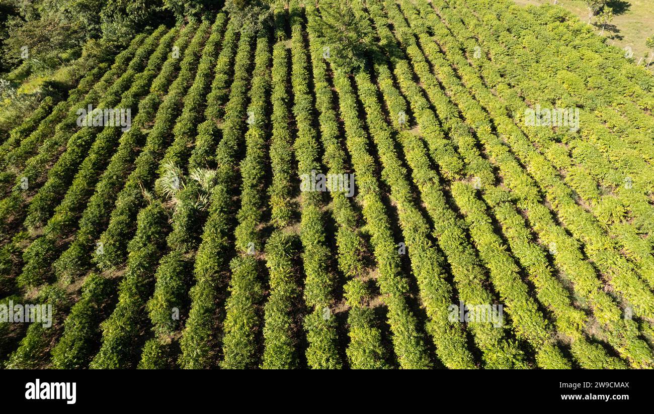 Terres agricoles avec plantes de maïs vue aérienne drone Banque D'Images