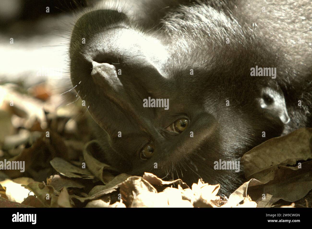 Un macaque à cèchement noir de Sulawesi (Macaca nigra) regarde tout en étant photographié, car il est couché sur le sol dans la forêt de Tangkoko, Sulawesi du Nord, Indonésie. L'Union internationale pour la conservation de la nature (UICN) conclut que la hausse des températures a entraîné, entre autres, des changements écologiques, comportementaux et physiologiques dans les espèces sauvages et la biodiversité. « En plus de l'augmentation des taux de maladies et de la dégradation des habitats, le changement climatique provoque également des changements dans les espèces elles-mêmes, ce qui menace leur survie », ont-ils écrit dans une publication du 19 décembre 2023 sur IUCN.org. Banque D'Images