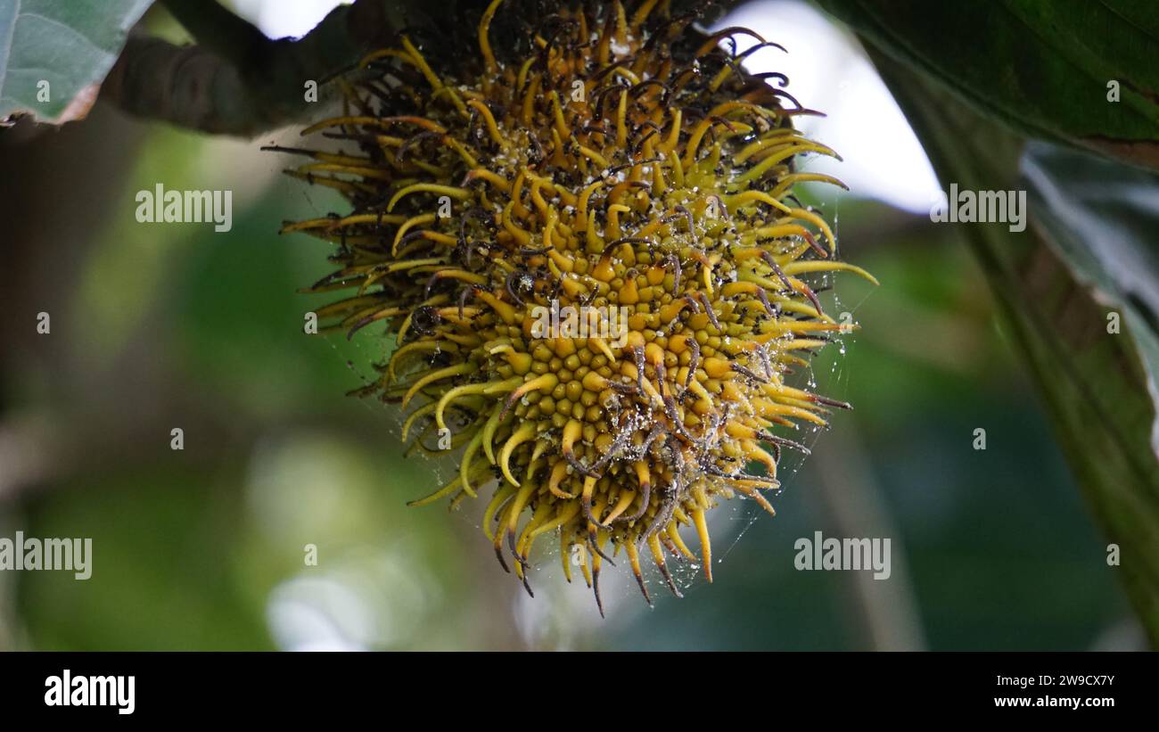 Benda (Bendo, terap, tekalong, Artocarpus elasticus). Les Javanais utilisent la sève comme médicament. Quand le fruit mûr, il peut être mangé Banque D'Images