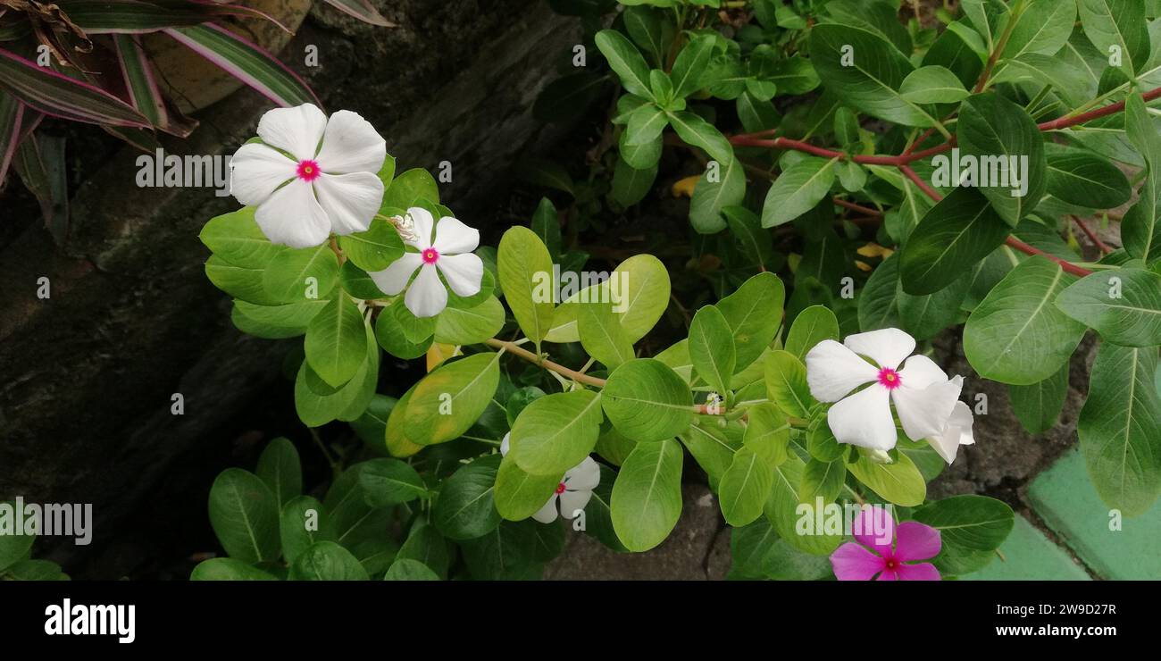 Fleurs blanches dans le jardin de la maison Banque D'Images