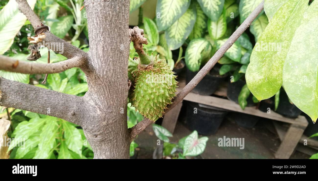 Fruit de graviola vert sur un arbre de graviola Banque D'Images