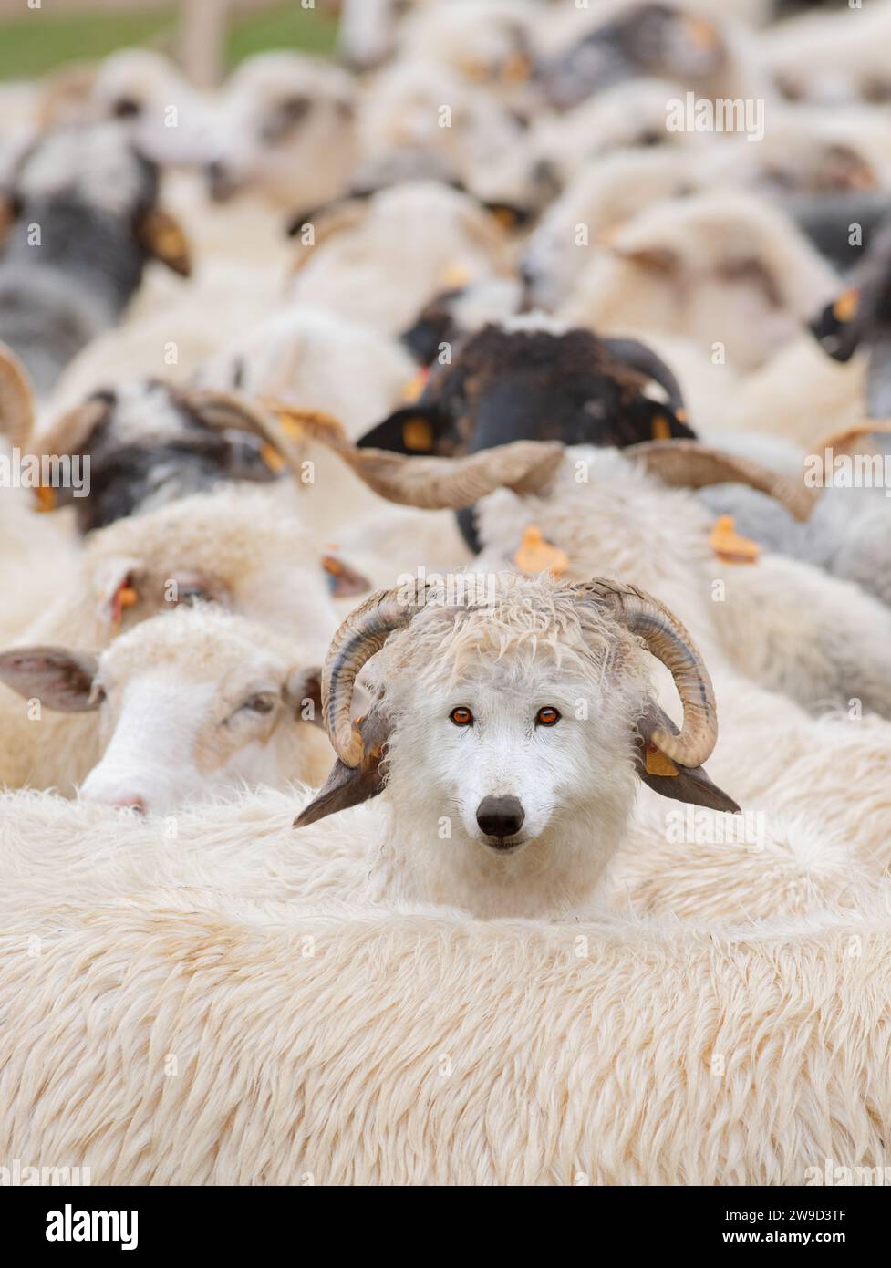 loup en vêtements de mouton parmi les deux moutons Banque D'Images