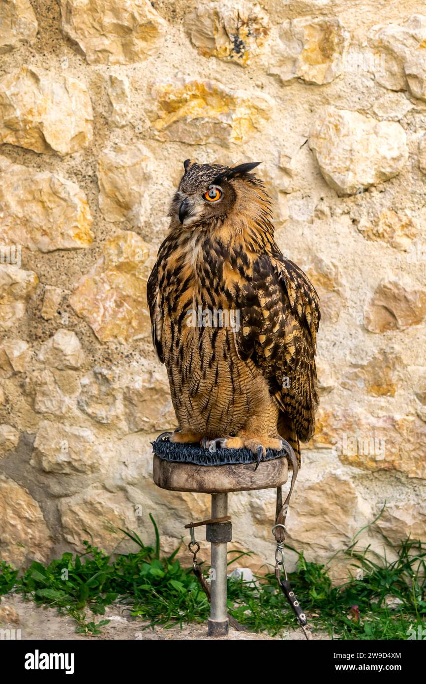 Juvenile dressé Eurasian Eagle Owl assis sur un perchoir. Nom scientifique : Bubo bubo Banque D'Images