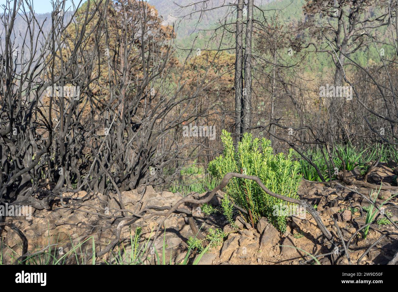 Arbres carbonisés sur l'île canarienne de Tenerife après des incendies de forêt en 2023 Banque D'Images