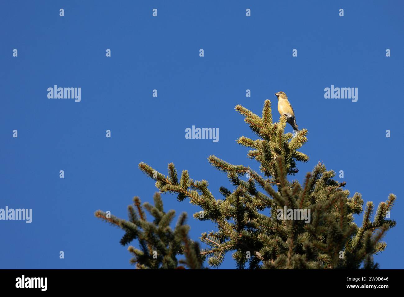 Un bec-croisé femelle jaune (loxia curvirostra) se perche haut au sommet d'un conifère soufflé par le vent dans la région montagneuse de dolomite en Italie. Banque D'Images