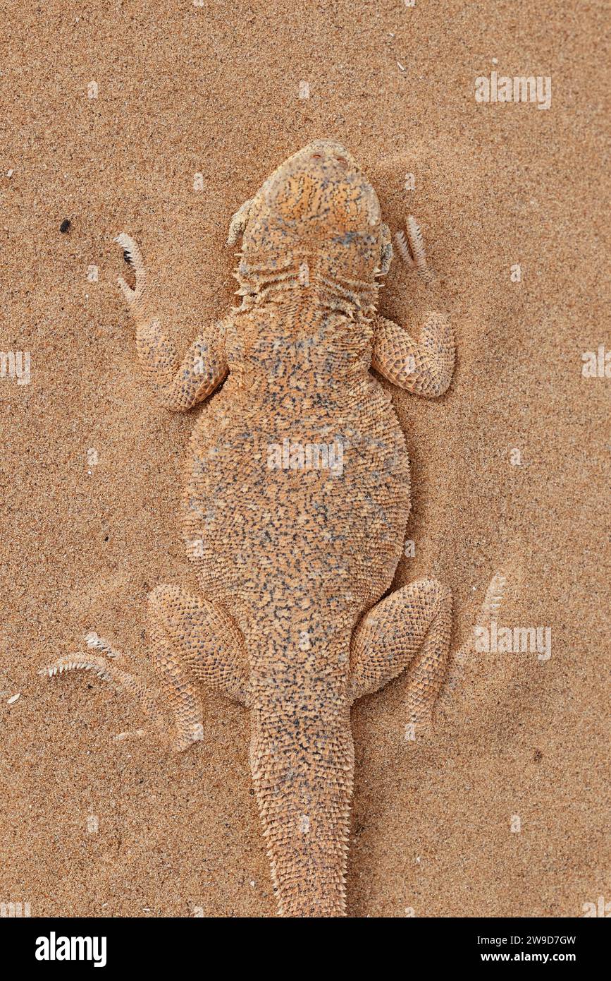 L'agama à tête de crapaud Phrynocephalus mystaceus, s'enfouit dans le sable de son environnement naturel. Un dragon vivant du désert Close up. incroyable Banque D'Images