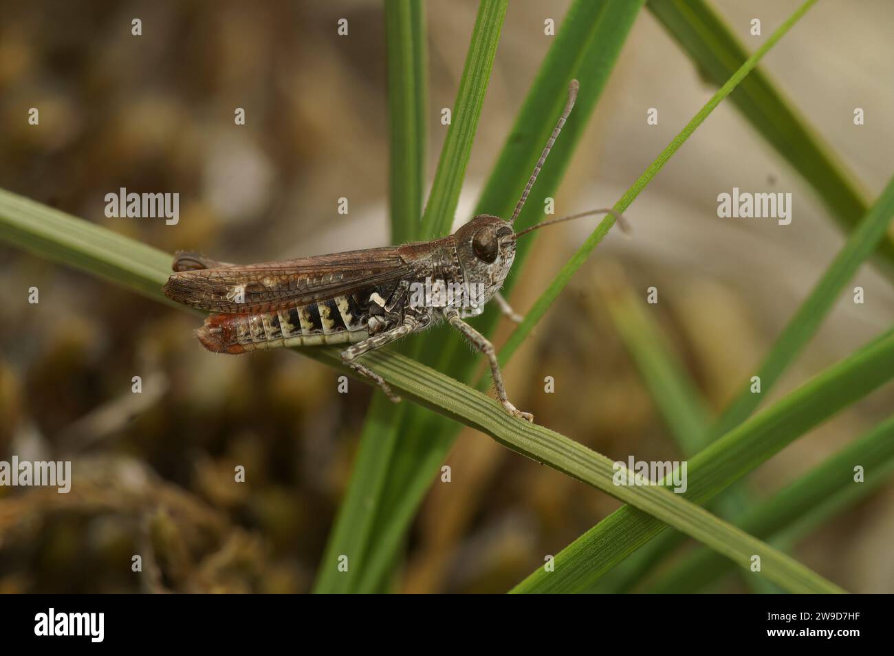 Gros plan naturel sur une sauterelle européenne à ailes d'arc, Chorthippus biguttulus assis sur une paille d'herbe Banque D'Images