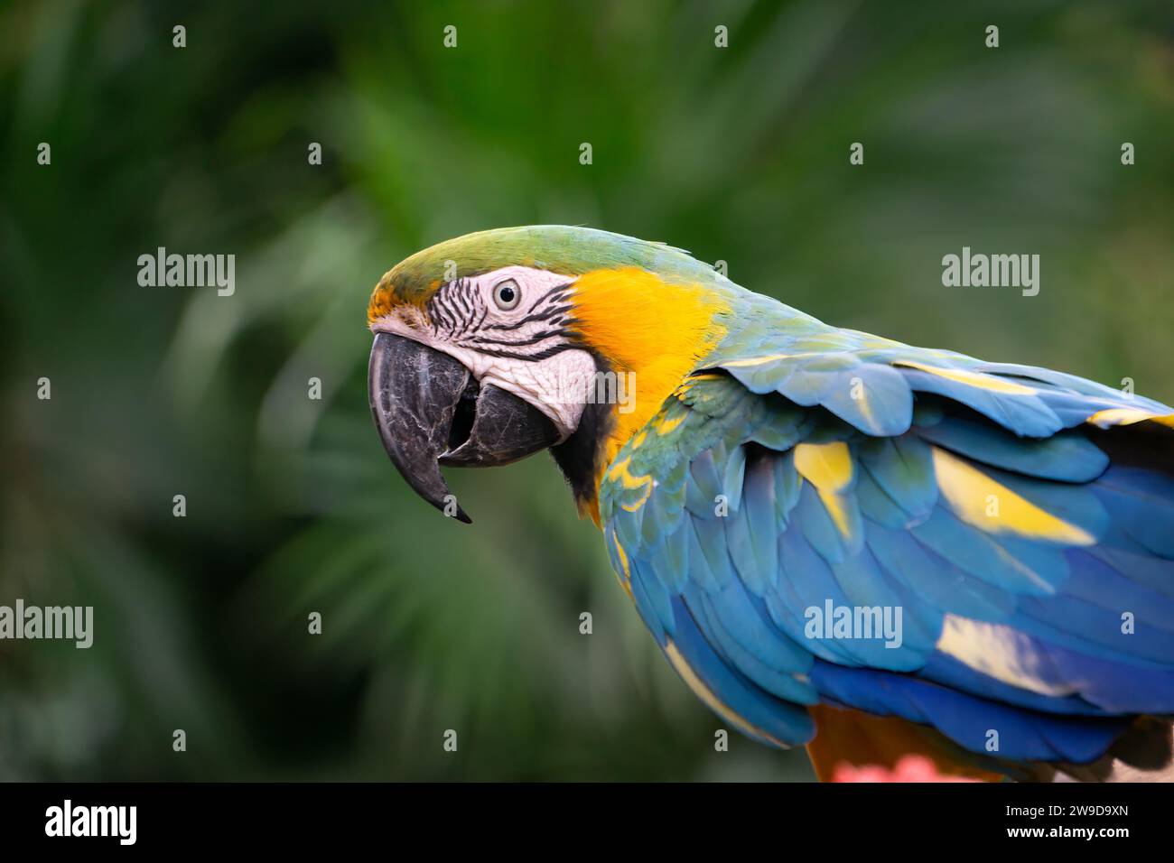 Un aras bleu et jaune dans la jungle. Photo de haute qualité Banque D'Images