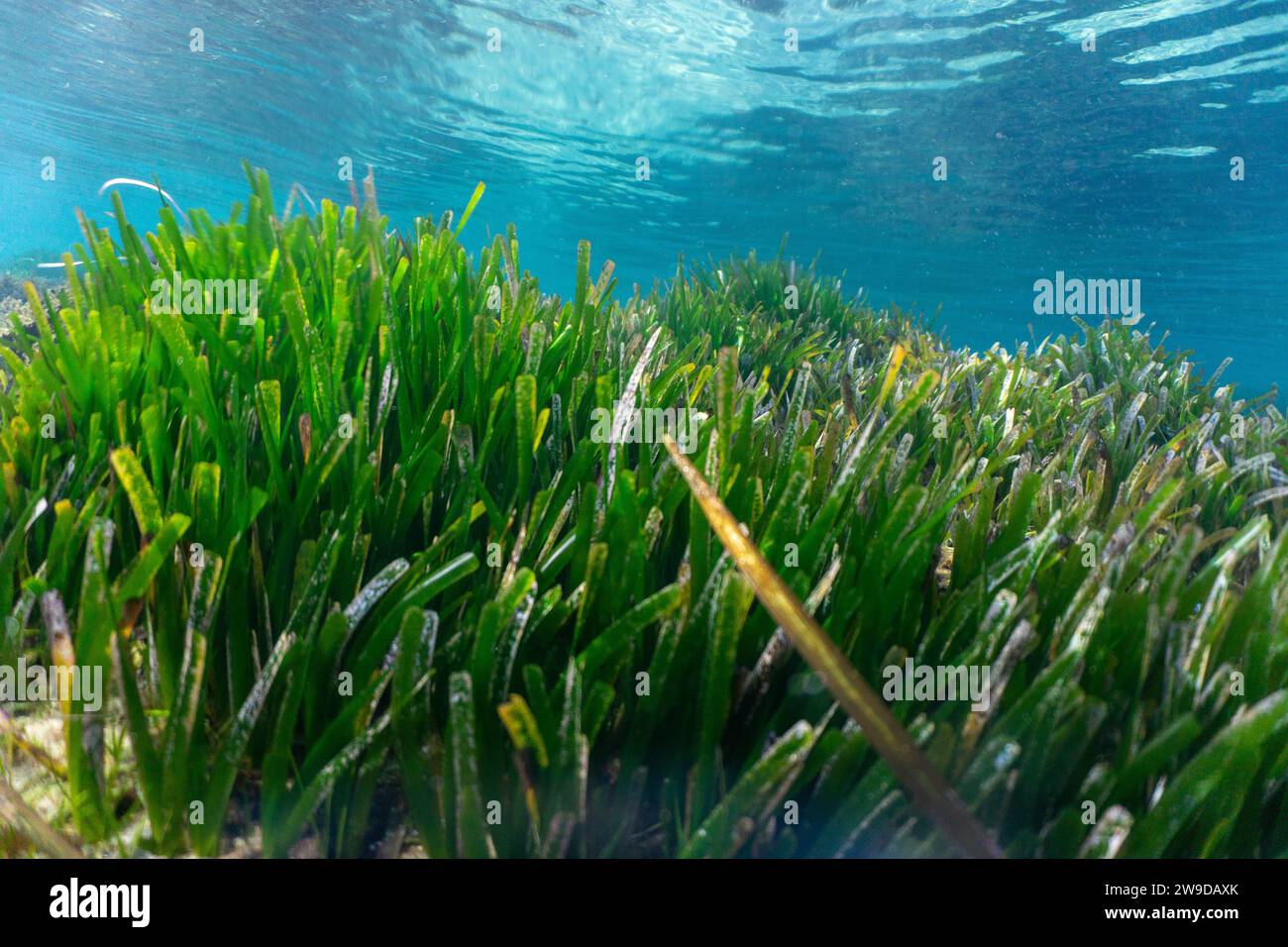 Algues vertes sous l'eau dans la mer. Photo de haute qualité Banque D'Images