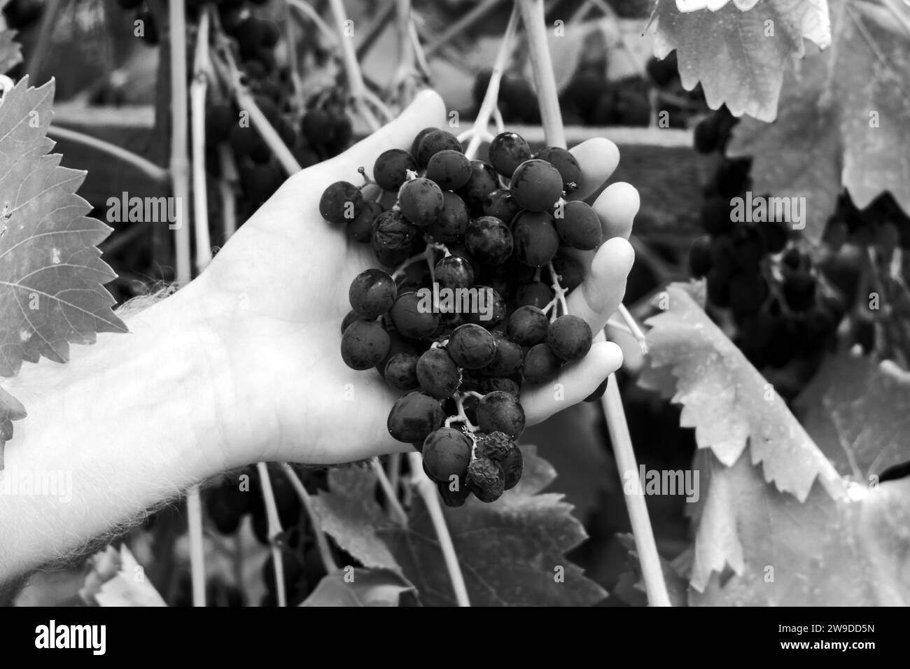 Main tenant un bouquet de raisins. Photo noir et blanc. Mise au point sélective Banque D'Images