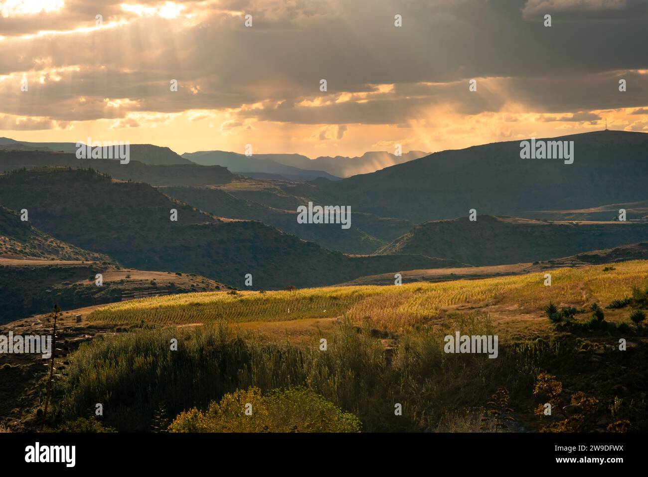 Des champs de cultures sur fond de montagnes à Daliwe, Lesotho Banque D'Images