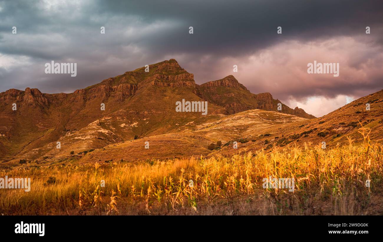 Un champ de céréales sur fond de montagnes lors d'une soirée orageuse dans le Lesotho rural Banque D'Images